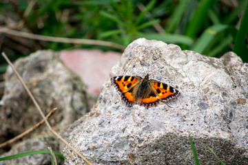 Painted Lady Butterfly 
