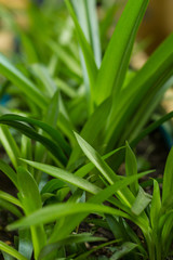 Green lily Chlorophytum comosum Green spider plant in close-up growth decoration plant robust houseplant