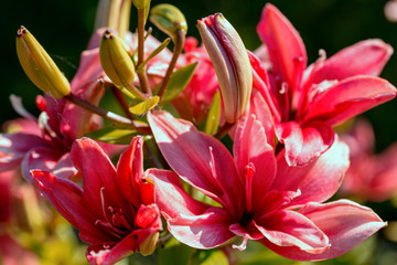 Close-up pink lillie flowers on blurred background and bokeh. Beautiful pink flower in garden summer