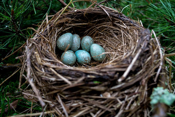 Blackbird nest with blue eggs