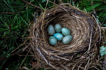 Blackbird nest with blue eggs