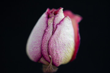 Rose bud close up on a black background