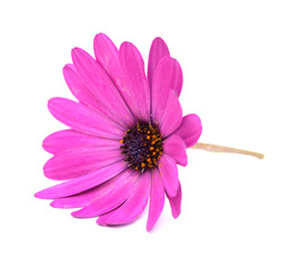 African daisy, Osteospermum, isolated on white 