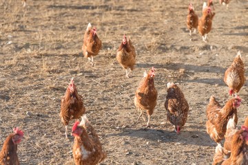 Brown chickens live outdoors at bio poultry farm grass meadow. Rural agriculture scene with free happy hens outdoor. Ecological animal farming and self sufficiency by sustainable fowl livestock