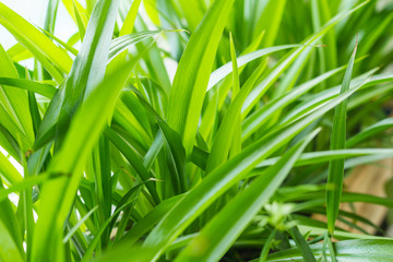 Green lily Chlorophytum comosum Green spider plant in close-up growth decoration plant robust houseplant