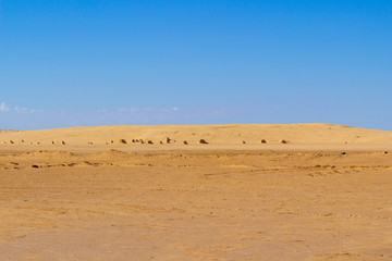 Fototapeta na wymiar Lifeless sands of the Sahara desert against the blue sky in Tunisia. Popular desert tour for tourists in North Africa