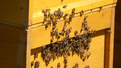 Bienenstock