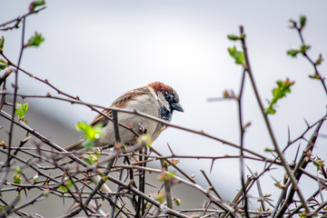 sparrow on a branch