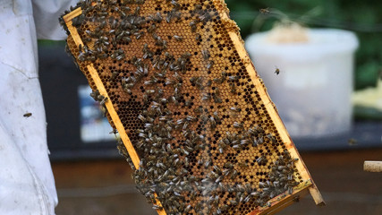 Bienenstock