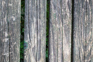 background texture wood tree bark Board