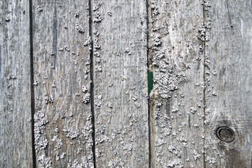 background texture wood tree bark Board