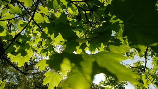 Closeup of beautiful lush green maple leaves with samaras against the sun on a windy springtime day with blue sky in Germany in May.