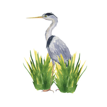 Watercolor heron bird in crane reed grass isolated on white background. Hand drawing illustration of Grey heron. One Japan bird. Perfect for cards, print, sticker, greeting card.