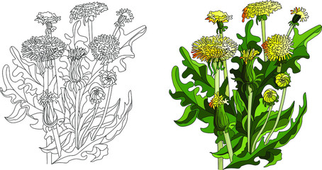 Dandelions in the leaves. On white background. Wildflowers. Vector coloring book pages. Hand drawn illustration