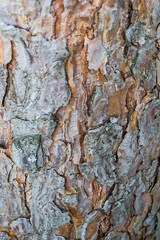 background texture wood tree bark Board