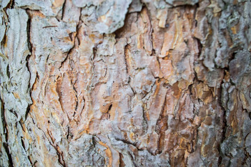 background texture wood tree bark Board