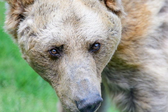 28 Year Old Female Brown Bear, Ursus
Arctos