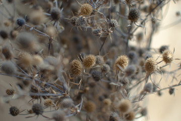 dried grass