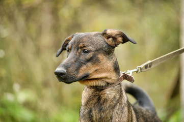 brown dog, on a leash on the grass,, mestizo, animals from the shelter