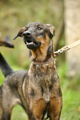 brown dog, on a leash on the grass,, mestizo, animals from the shelter