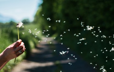 blowing a dandelion