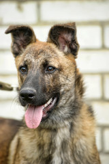 brown dog, on a leash on the grass,, mestizo, animals from the shelter