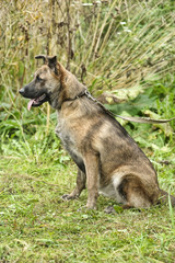 brown dog, on a leash on the grass,, mestizo, animals from the shelter