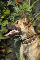 brown dog, on a leash on the grass,, mestizo, animals from the shelter