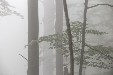 mgła w lesie o poranku