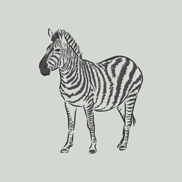 illustration vector doodle hand drawn of sketch zebra standing isolated on white. Zebra, vector sketch illustration