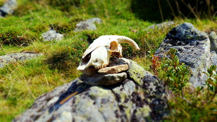 Tierschädel in den Bergen