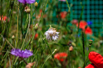 summer meadow with red poppies Field of wild of different colored species red purple yellow growing outdoors in a natural environment under the open sky