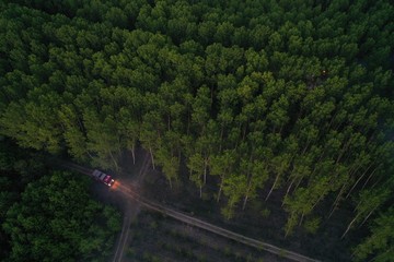 Forest fire. Dry undergrowth with burning gray smoke in the air, natural disaster. Aerial view....