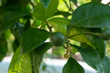Green young fruits oranges of the trees