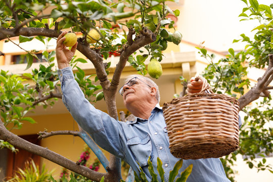 Uomo Anziano con camiciaio jeans raccoglie dei limoni dall'albero nel  giardino  di casa sua
