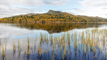 Beautiful and calm autumn colored landscape scenery early morning in Norway with straws in the lake infront and mountain in the background.