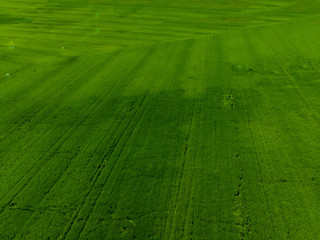 Photo of the meadow taken by drone