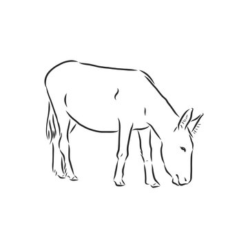 Sketch Donkey. Single Vector Hand Drawn Illustration. donkey, vector sketch illustration