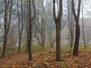 Trees in a misty autumn forest with fallen leaves