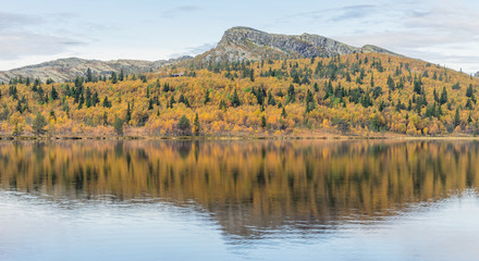 Beautiful and calm autumn colored landscape scenery early morning in Norway, mountain reflects in the water.