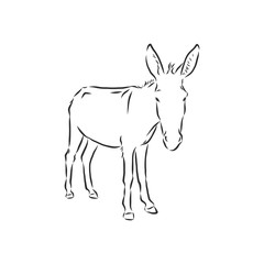 Fototapeta na wymiar Sketch Donkey. Single Vector Hand Drawn Illustration. donkey, vector sketch illustration