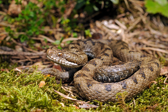 Asp viper (Vipera aspis zinnikeri) from Pyrenees in Spain / Aspisviper (Vipera aspis zinnikeri), Pyren&auml;en, Spanien 