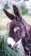 Wild brown donkey (from the Mediterranean) on a mountain in Mallorca.