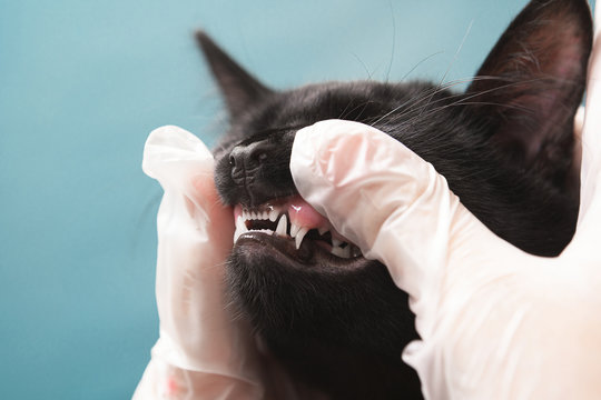 Small kitten at the vet in the process of changing milk / deciduous teeth. Both sets of fangs are visible. These cat teeth are replaced with no apparent effort in a matter of days after being together