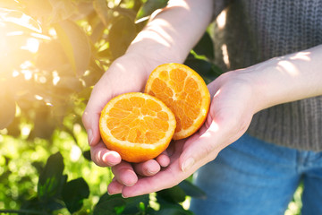 Woman holding her freshly picked organic oranges from the tree and showing two halves. Tree and garden background with morning sun.  © Daniel