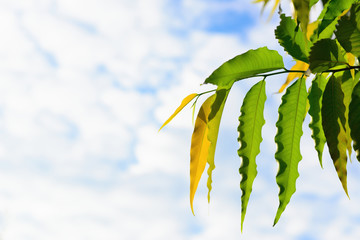 Polyalthia longifolia green leaves and blue cloud sky with natural background.