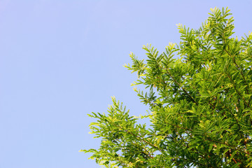 Tamarind green leaves and blue sky with natural background.