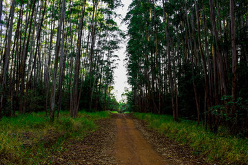 Fototapeta premium Floresta de eucaplyptus em dia de Sol 