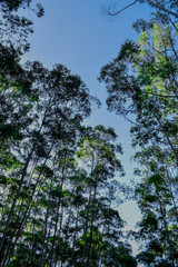 Floresta de eucaplyptus em dia de Sol	