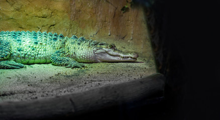 Big Crocodille relaxing on sand bank in zoo/reptile park. Predator and wildlife concept.